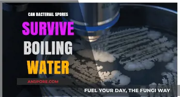 Can Bacterial Spores Survive Boiling Water? Uncovering the Truth