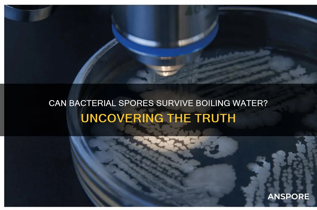 can bacterial spores survive boiling water