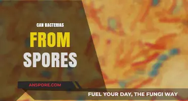 Can Bacteria from Spores Survive and Thrive in Extreme Conditions?