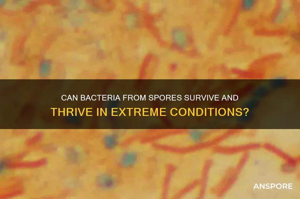 can bacterias from spores