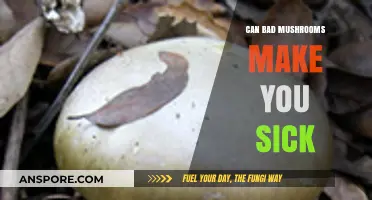 Toxic Mushrooms: Understanding the Risks and Symptoms of Poisoning