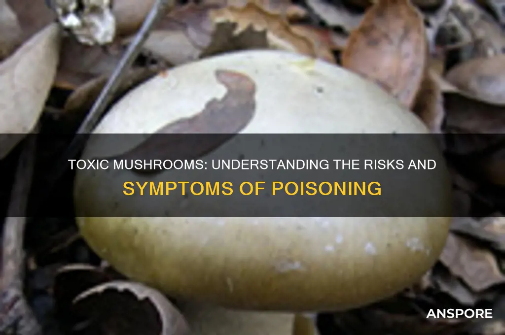 can bad mushrooms make you sick