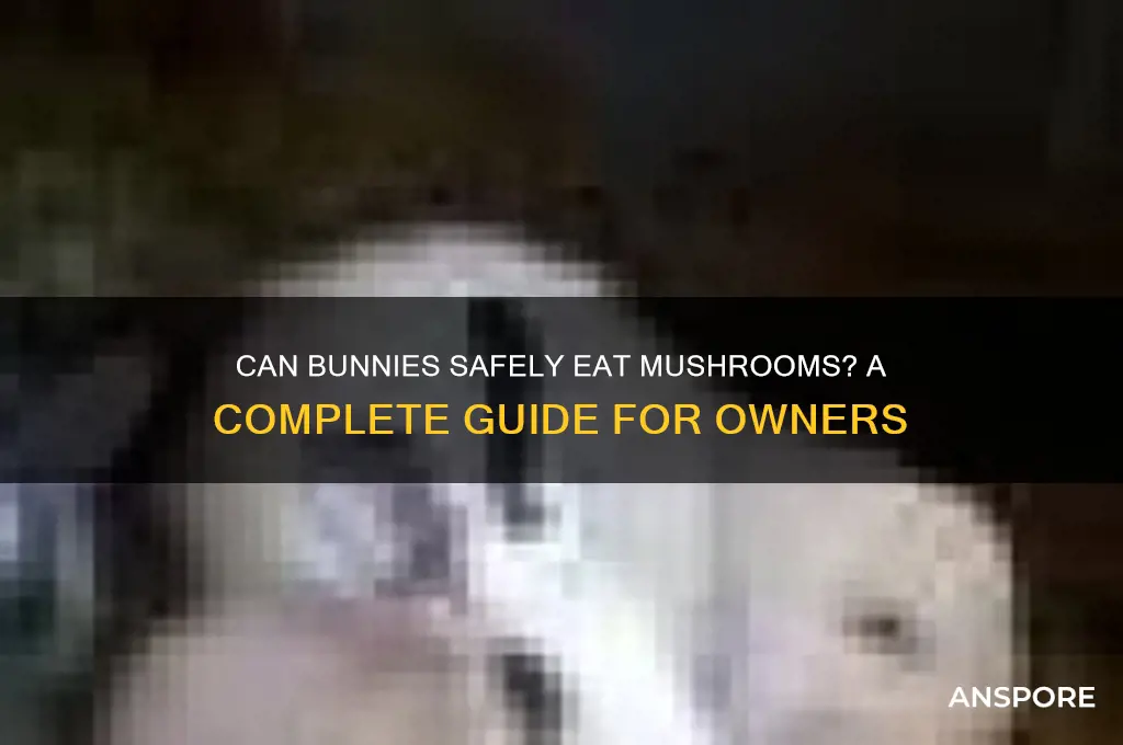 can baunnies eat mushrooms