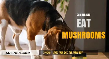Can Beagles Safely Eat Mushrooms? A Complete Guide for Owners