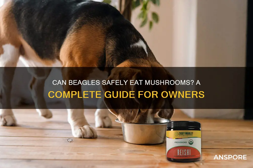 can beagles eat mushrooms