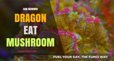 Can Bearded Dragons Safely Eat Mushrooms? A Complete Guide