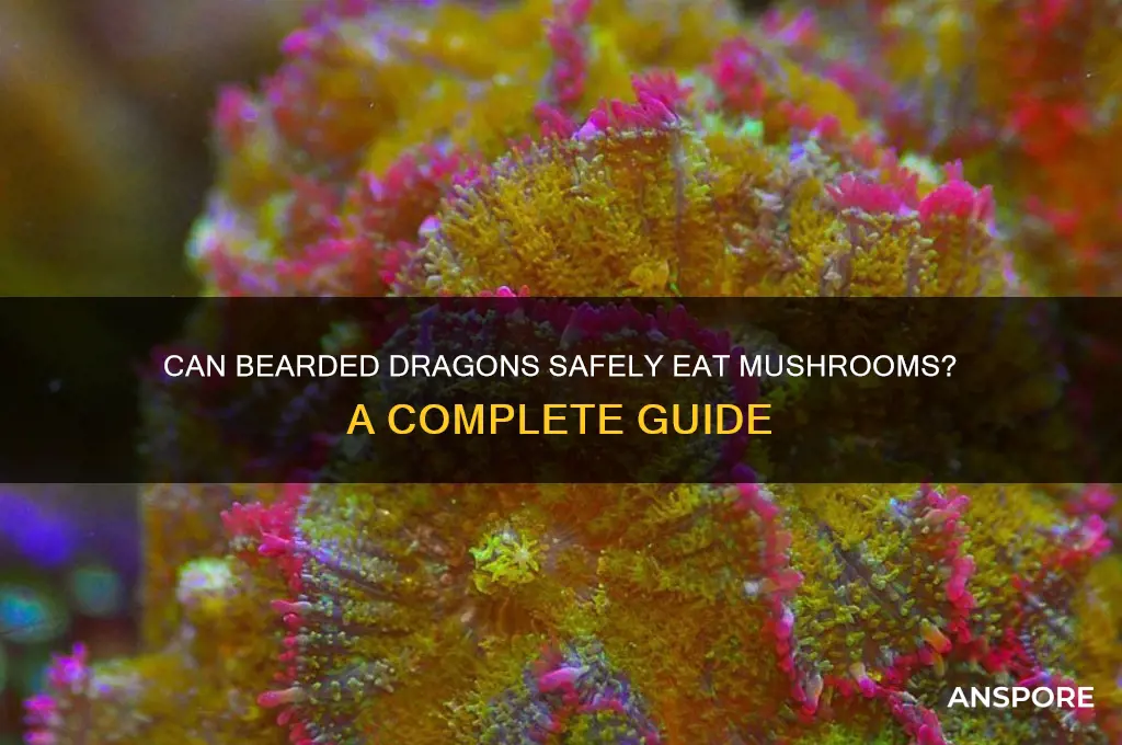 can bearded dragon eat mushroom