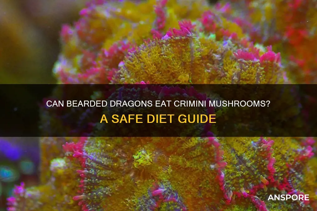 can bearded dragons have crimini mushrooms