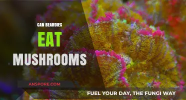 Can Beardies Eat Mushrooms? A Safe Feeding Guide for Owners
