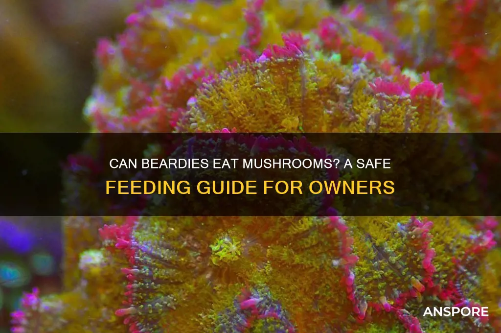 can beardies eat mushrooms
