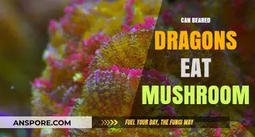 Can Bearded Dragons Safely Eat Mushrooms? A Complete Diet Guide