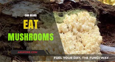 Can Bears Safely Eat Mushrooms? Exploring Their Diet and Risks