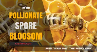 Can Bees Pollinate Spore-Bearing Plants? Exploring the Science Behind It