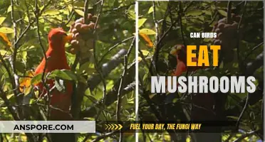 Can Birds Safely Eat Mushrooms? A Comprehensive Guide for Bird Owners