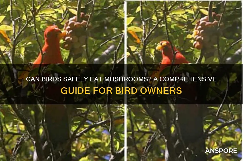 can birds eat mushrooms
