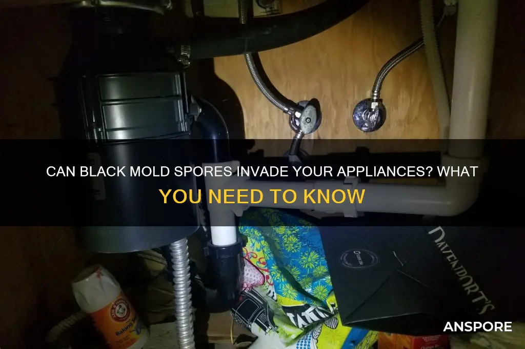 can bkack mold spores get into your applicaces