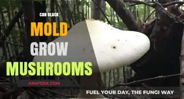 Can Black Mold Grow Mushrooms? Unraveling the Fungal Connection