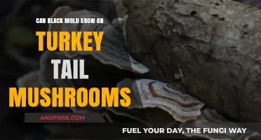 Can Black Mold Thrive on Turkey Tail Mushrooms? Exploring the Risks