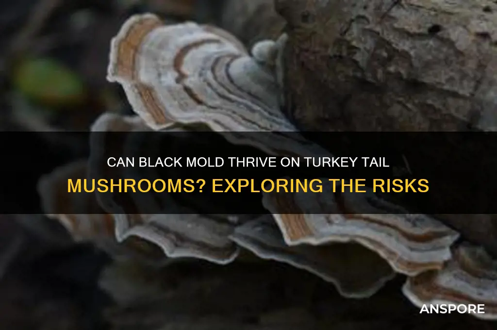 can black mold grow on turkey tail mushrooms