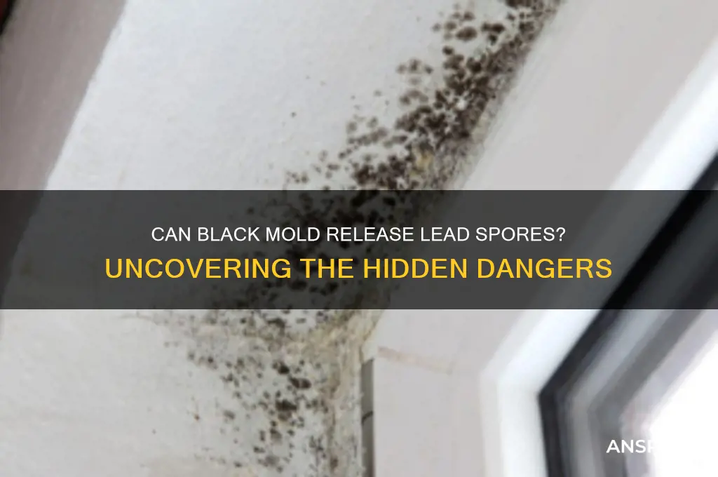 can black mold release lead spores