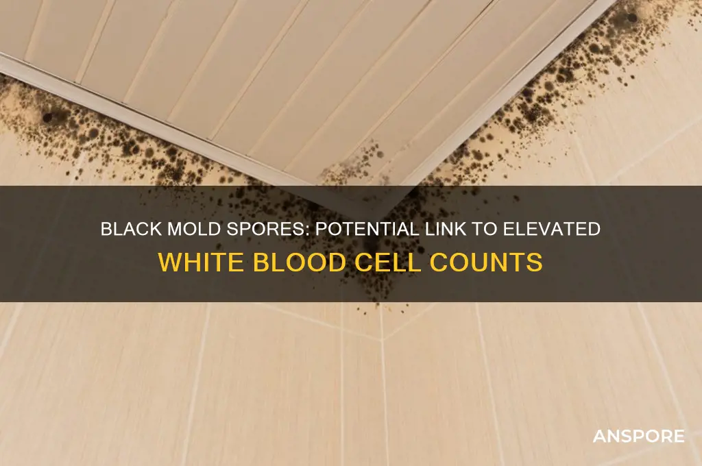 can black mold spores cause elevated whitecount