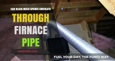 Can Black Mold Spores Travel Through Furnace Pipes? Find Out Here