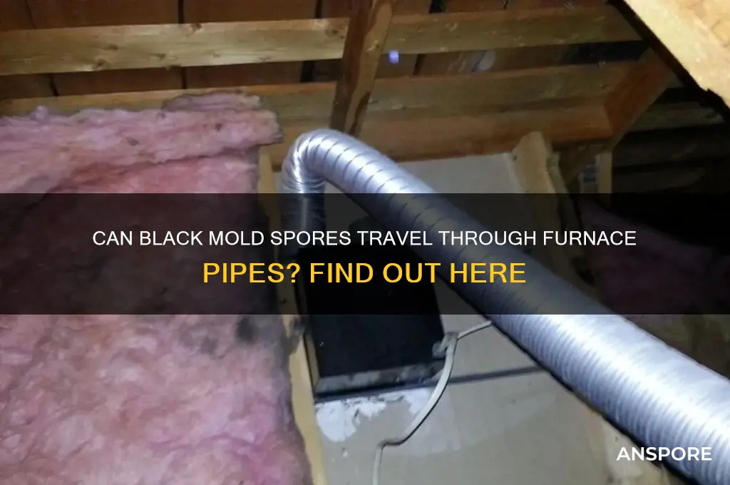 can black mold spores circulate through firnace pipe