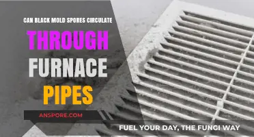 Can Black Mold Spores Spread Through Furnace Pipes? Find Out
