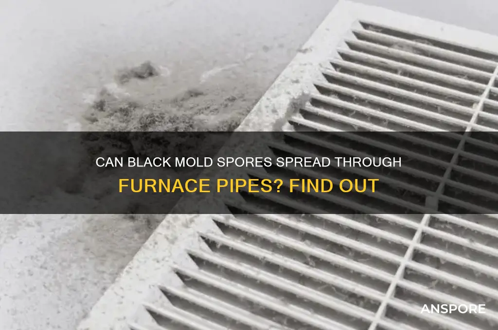 can black mold spores circulate through furnace pipes