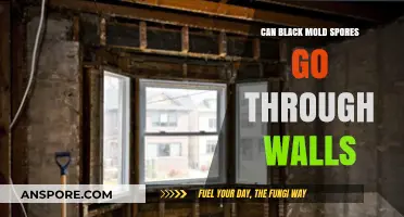 Can Black Mold Spores Penetrate Walls? Understanding Mold Spread Risks