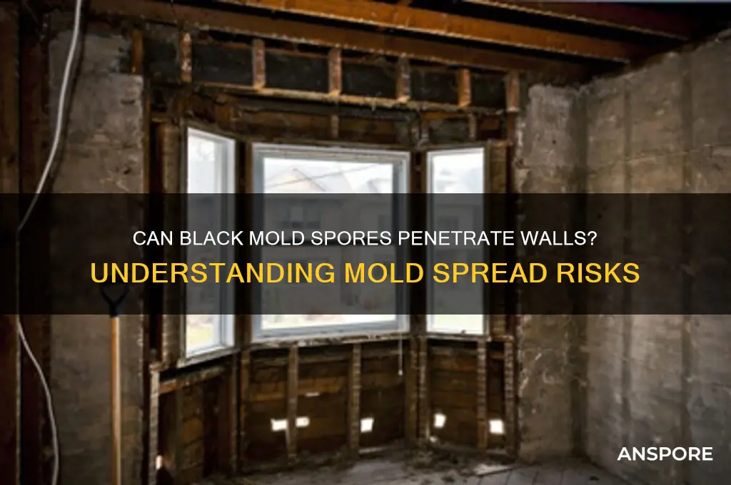can black mold spores go through walls