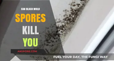 Can Black Mold Spores Be Deadly? Uncovering the Lethal Truth