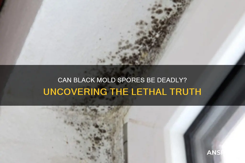 can black mold spores kill you