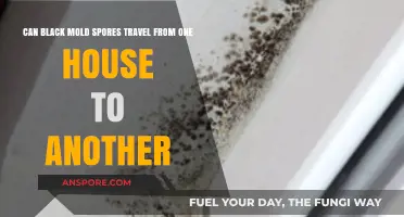 Can Black Mold Spores Spread Between Homes? Facts and Prevention Tips