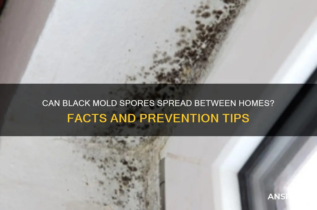 can black mold spores travel from one house to another