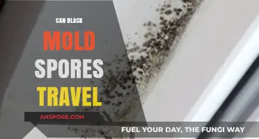 Can Black Mold Spores Travel? Understanding Airborne Mold Spread Risks