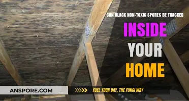 Tracking Black Non-Toxic Spores: Can They Enter Your Home?