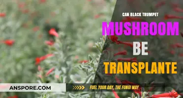 Transplanting Black Trumpet Mushrooms: Possibilities, Challenges, and Best Practices
