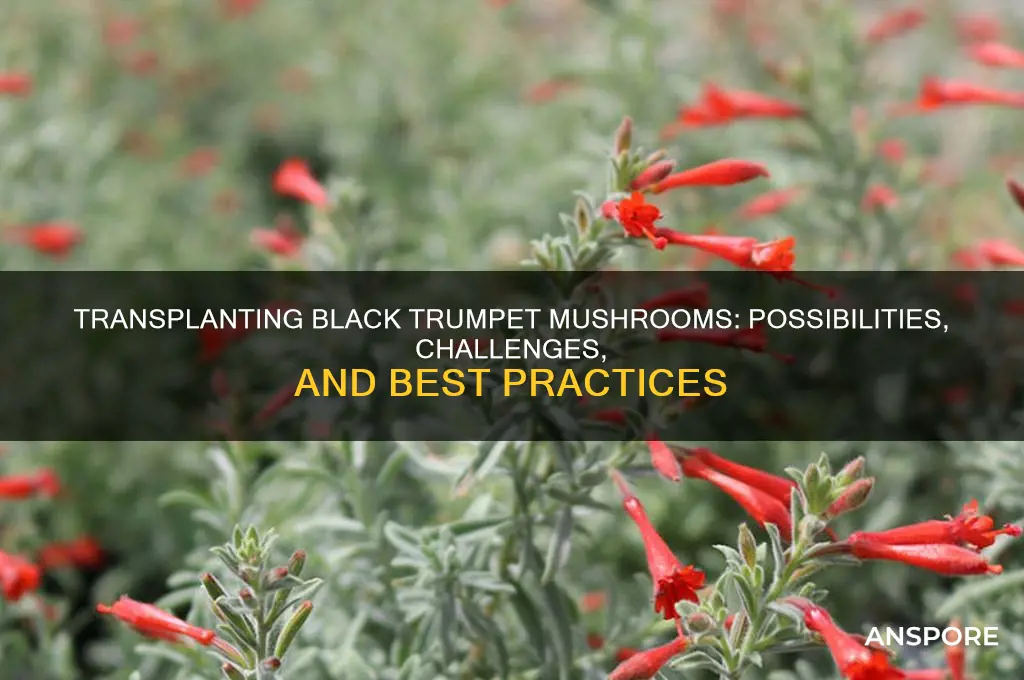can black trumpet mushrooms be transplanted