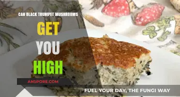 Can Black Trumpet Mushrooms Induce a Psychedelic High? Facts Revealed