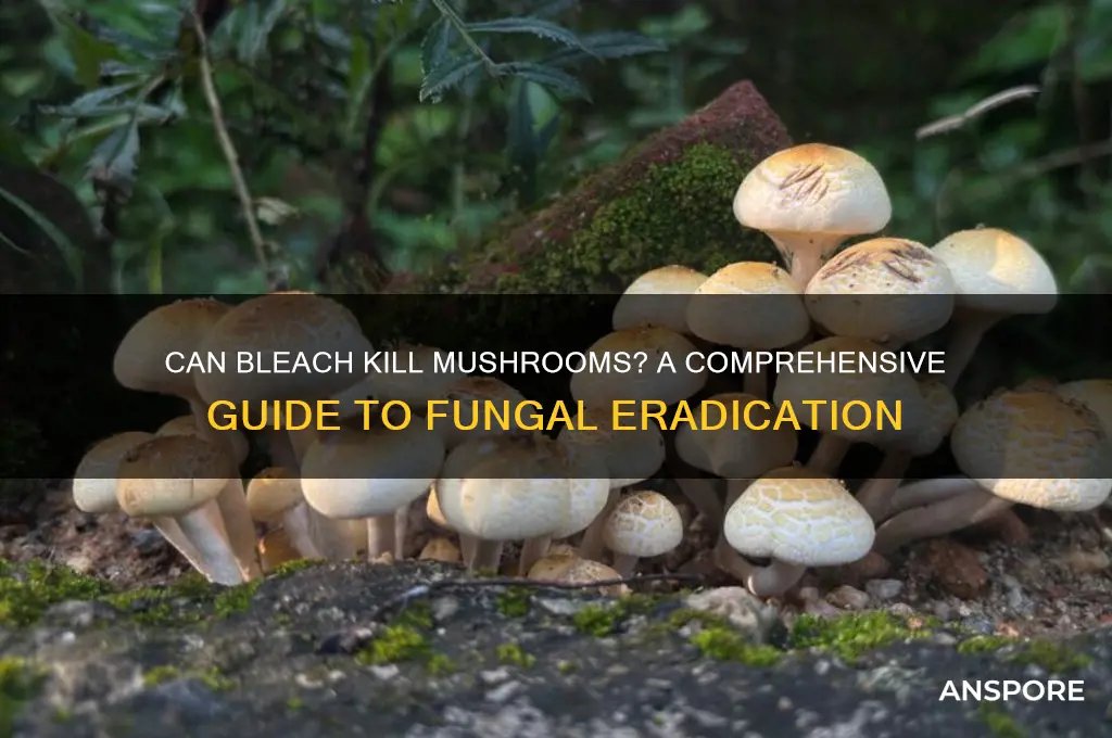 can bleach kill mushrooms