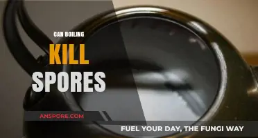 Boiling Water: Effective Method to Kill Spores or Not?