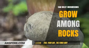 Can Bolet Mushrooms Thrive in Rocky Environments? Exploring Growth Conditions