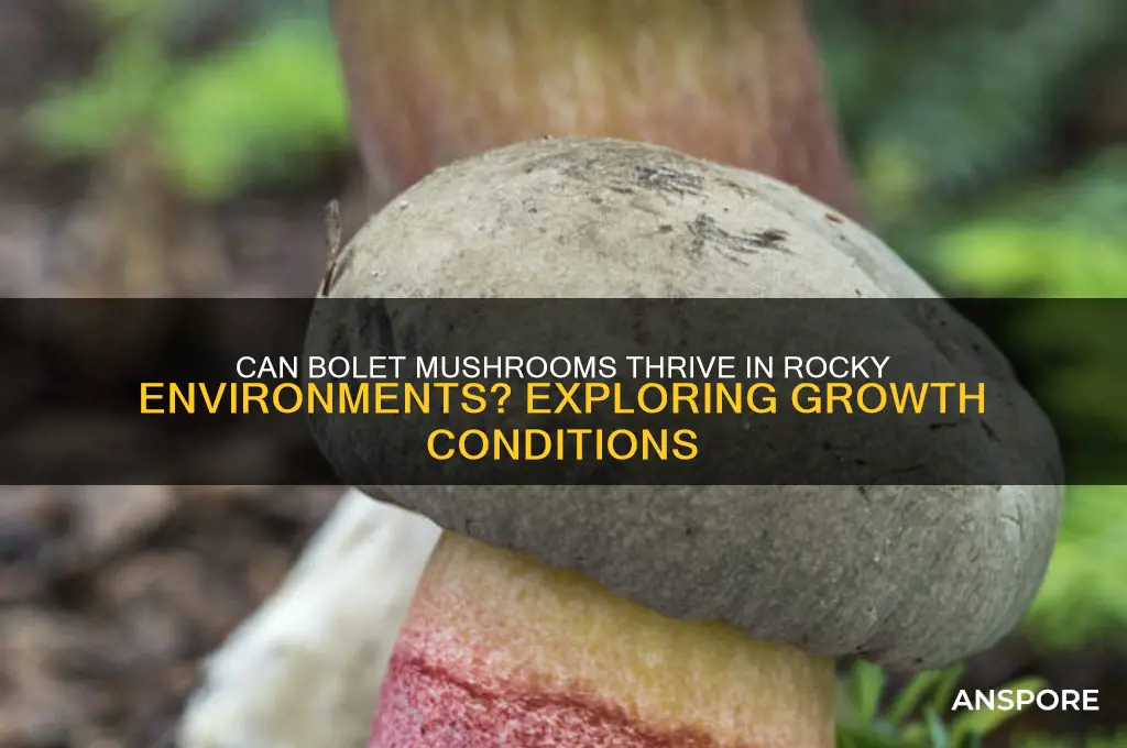 can bolet mushrooms grow among rocks