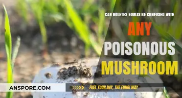 Boletus Edulis Look-Alikes: Avoiding Toxic Mushroom Confusion Safely