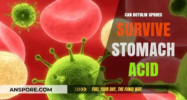 Can Botulinum Spores Survive Stomach Acid? Unraveling the Truth
