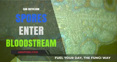 Can Botulism Spores Enter the Bloodstream? Understanding the Risks