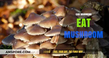 Can Brahmins Eat Mushrooms? Exploring Dietary Traditions and Restrictions