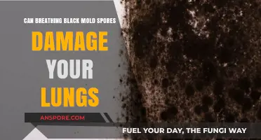 Breathing Black Mold Spores: Lung Damage Risks and Prevention Tips