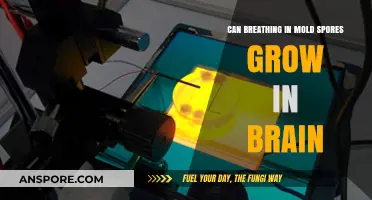 Can Mold Spores in the Brain Cause Growth and Health Risks?